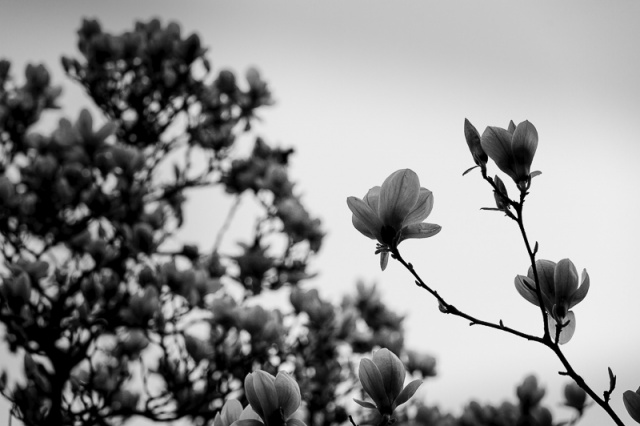 Fotografujemy przyrodę - zdjęcie Andrzej Kutys [13.04.2014] Gość Migawki Adam Pańczuk