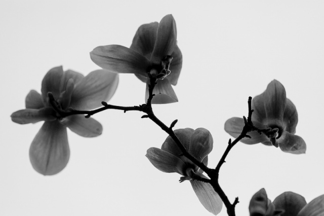 Fotografujemy przyrodę - zdjęcie Andrzej Kutys [13.04.2014] Gość Migawki Adam Pańczuk