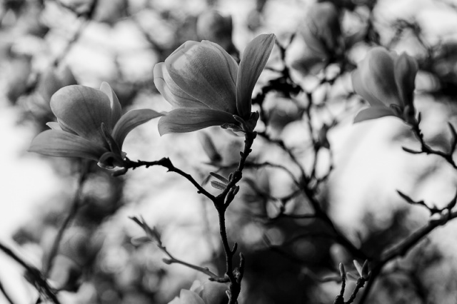 Fotografujemy przyrodę - zdjęcie Andrzej Kutys [13.04.2014] Gość Migawki Adam Pańczuk