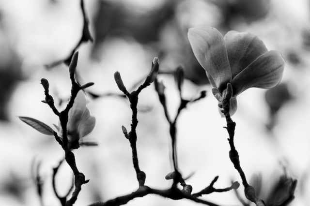 Fotografujemy przyrodę - zdjęcie Andrzej Kutys [13.04.2014] Gość Migawki Adam Pańczuk