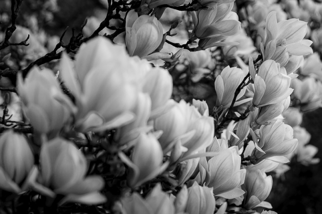 Fotografujemy przyrodę - zdjęcie Andrzej Kutys [13.04.2014] Gość Migawki Adam Pańczuk