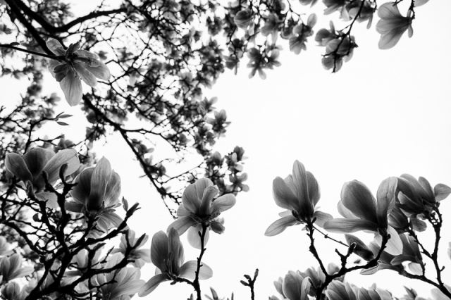 Fotografujemy przyrodę - zdjęcie Andrzej Kutys [13.04.2014] Gość Migawki Adam Pańczuk