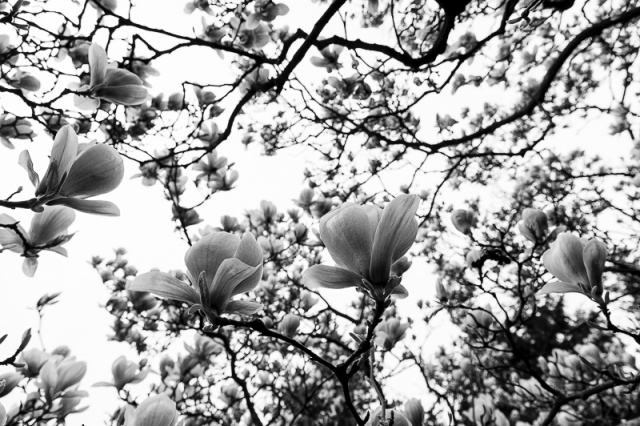 Fotografujemy przyrodę - zdjęcie Andrzej Kutys [13.04.2014] Gość Migawki Adam Pańczuk