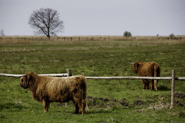 Park Natury Zalewu Szczecińskiego, fot. Andrzej Kutys [20.04.2014] Migawka na wyjeździe