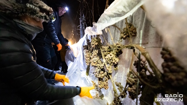 Trzaskające mrozy, czyli święto dla winiarzy. Pierwsze takie zbiory od lat. Fot. Robert Stachnik [Radio Szczecin] [09.01.2022] Fotoreporter Radia Szczecin Robert Stachnik