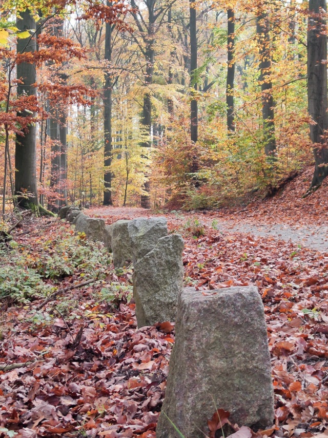 147 Plener Migawki - fot. Aleksandra Działowska-Chmara (5) [30.10.2022] 147. Plener Migawki "Jesienny spacer po Puszczy Bukowej"