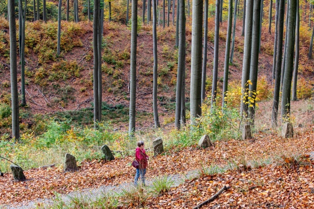 147 Plener Migawki - fot. Andrzej Kutys (15) [30.10.2022] 147. Plener Migawki "Jesienny spacer po Puszczy Bukowej"