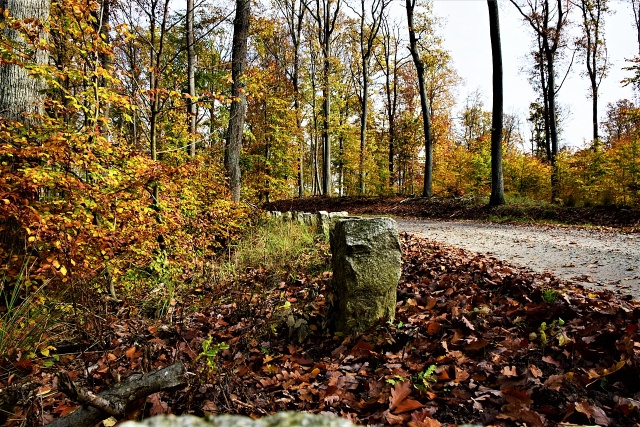 147 Plener Migawki - fot. Janusz Paluch (3) [30.10.2022] 147. Plener Migawki "Jesienny spacer po Puszczy Bukowej"