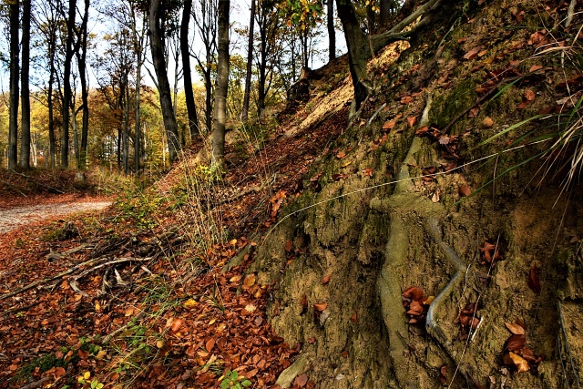 147 Plener Migawki - fot. Janusz Paluch (6) [30.10.2022] 147. Plener Migawki "Jesienny spacer po Puszczy Bukowej"