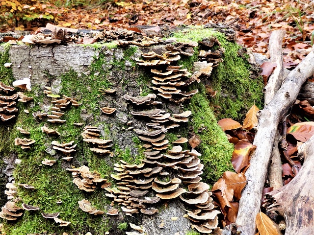 147 Plener Migawki - fot. Krystyna Paluch (9) [30.10.2022] 147. Plener Migawki "Jesienny spacer po Puszczy Bukowej"