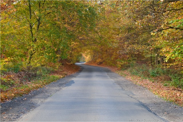 147 Plener Migawki - fot. Mirosław Gudowski (17) [30.10.2022] 147. Plener Migawki "Jesienny spacer po Puszczy Bukowej"