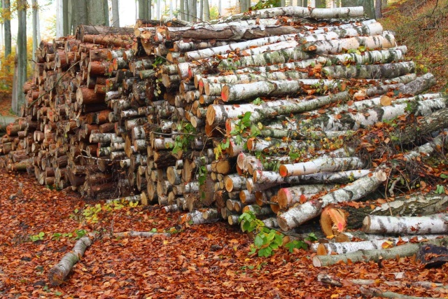 147 Plener Migawki - fot. Wojciech Jaremek (3) [30.10.2022] 147. Plener Migawki "Jesienny spacer po Puszczy Bukowej"