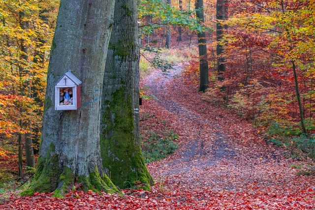147 Plener Migawki - fot. Zbigniew Jabłoński (9) [30.10.2022] 147. Plener Migawki "Jesienny spacer po Puszczy Bukowej"