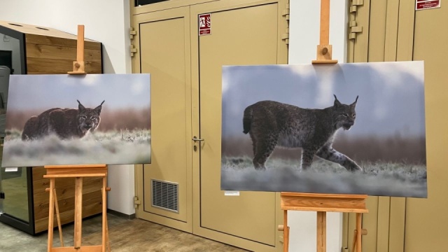 Fot. Małgorzata Frymus {Radio Szczecin] Wystawa fotografii przyrody Marcina Parzybuta