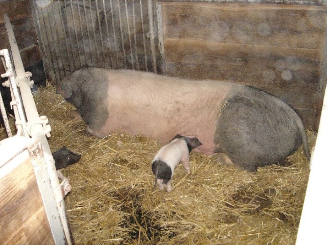 BioFach 2008 - fot. Zdzislaw Tararako 22 