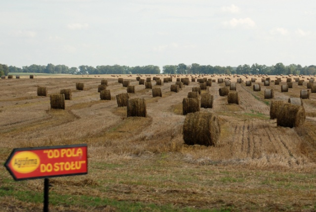 Dożynki 2008 w Agrofirmie Witkowo - fot. Łukasz Szełemej [PRS] 01.JPG 