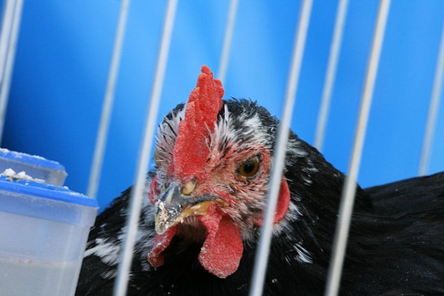 Agropomerania 2009 - fot. Pawel Plocharski 25.JPG 