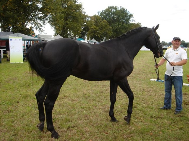 Targi Agropomerania 2009 w Barzkowicach - fot. Zdzislaw Tararako 13.JPG 