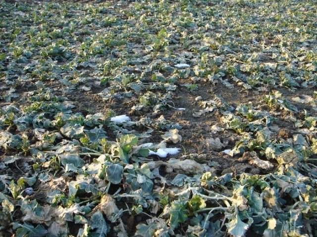 Na szczecinskiej ziemi - fot. Zdzislaw Tararako 06.JPG [13.03.2010] Niebezpieczna wiosna