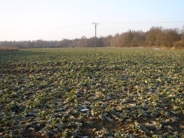 Na szczecinskiej ziemi - fot. Zdzislaw Tararako 07.JPG [13.03.2010] Niebezpieczna wiosna