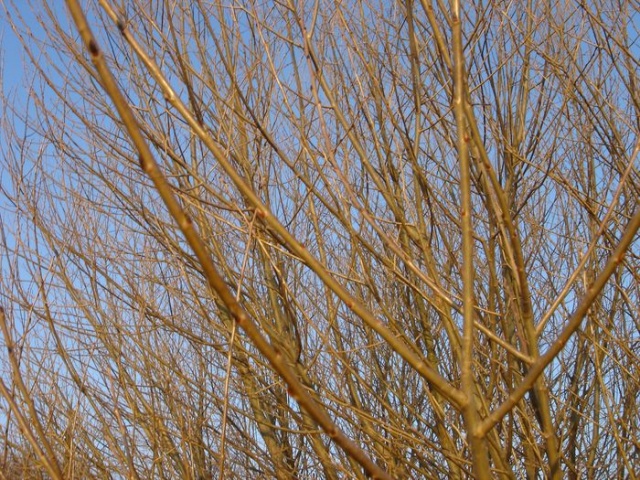 Na szczecinskiej ziemi - fot. Zdzislaw Tararako 08.JPG [13.03.2010] Niebezpieczna wiosna