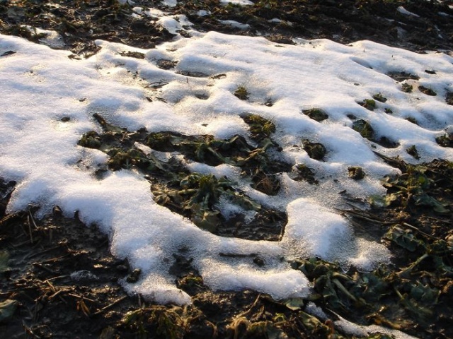 Na szczecinskiej ziemi - fot. Zdzislaw Tararako 09.JPG [13.03.2010] Niebezpieczna wiosna