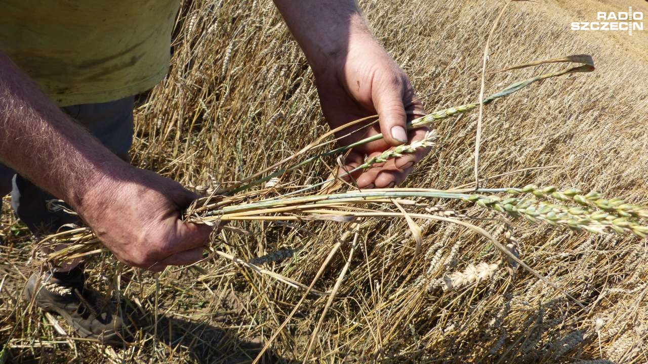 Tylko do wtorku można wziąć udział w powszechnym spisie rolnym. Badanie co 10 lat przeprowadza Główny Urząd Statystyczny.