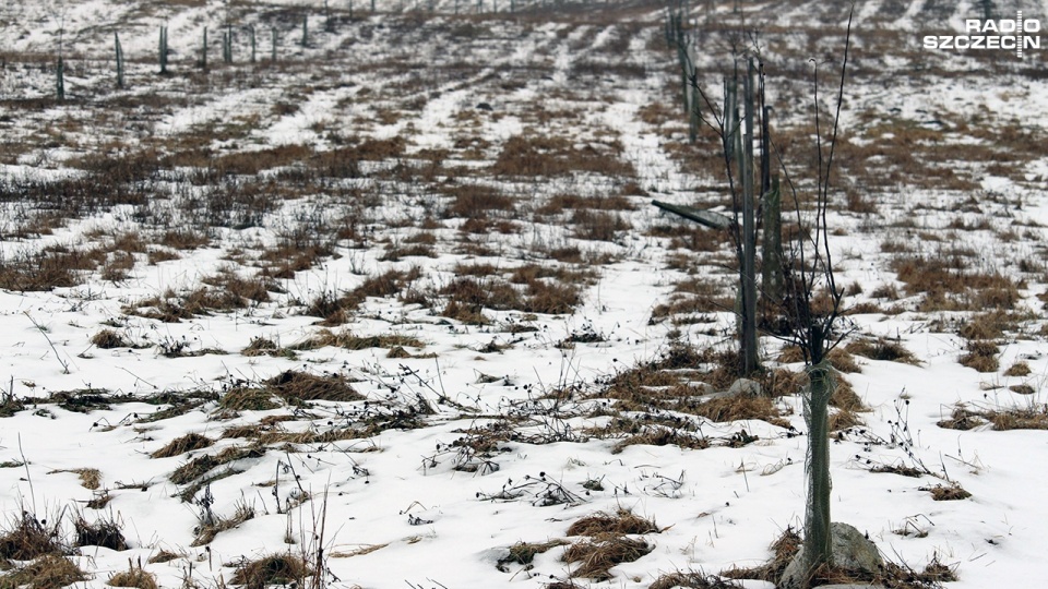 Większość z rolników, którzy uczestniczyli w tym samym programie dopłat, co polityk PO, mają uprawy w znacznie lepszym stanie. Fot. Kamil Nieradka [Radio Szczecin]