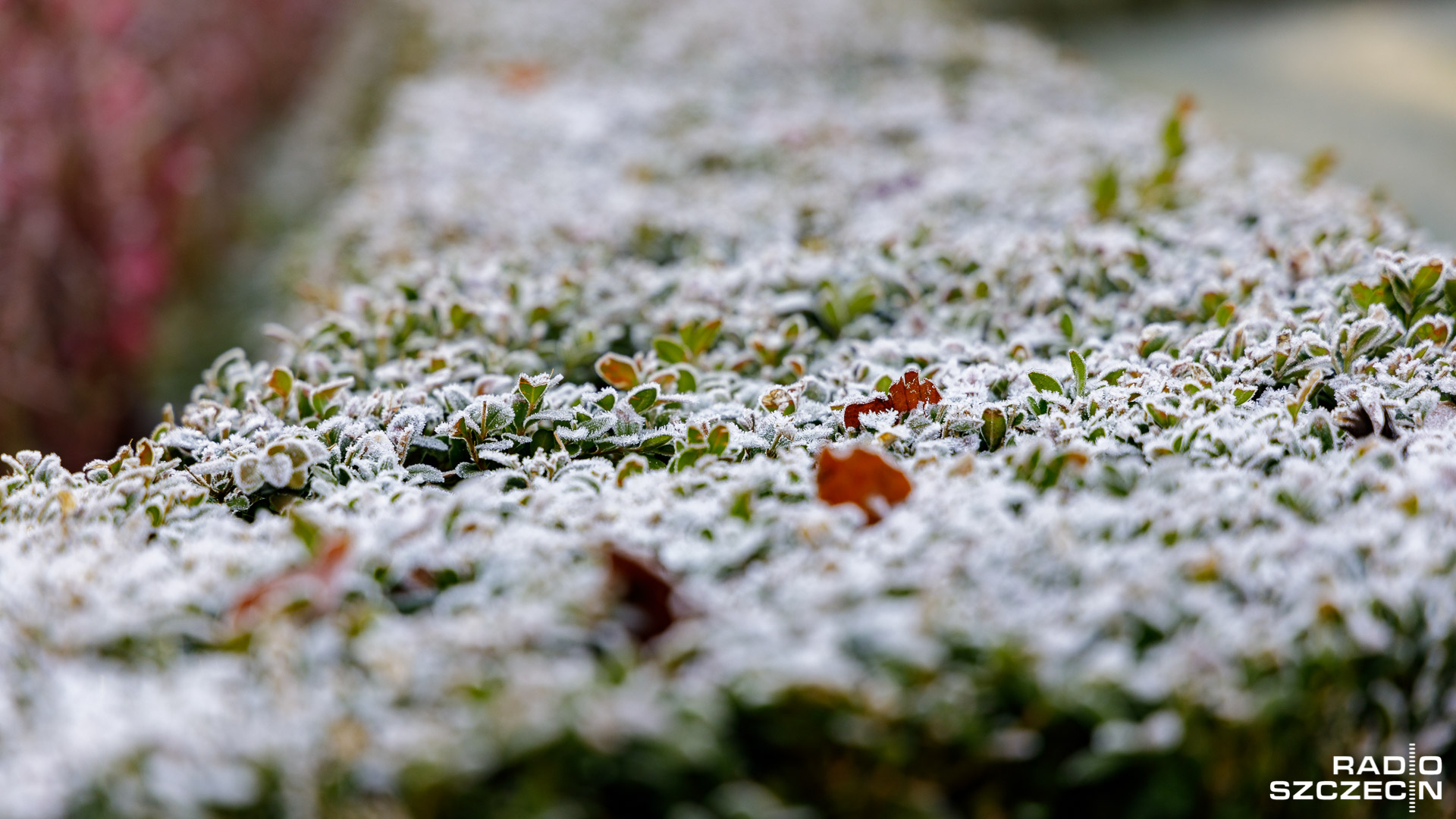 IMGW ostrzega przed nocnymi przymrozkami