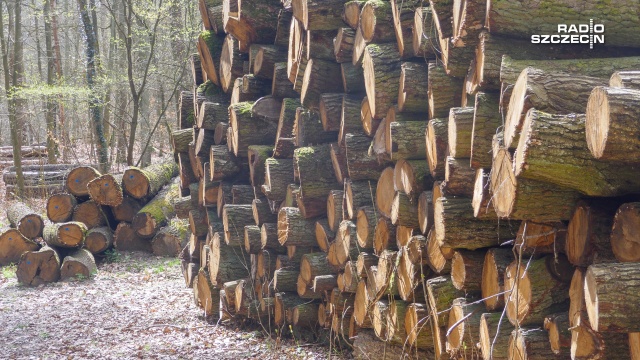 Producenci mebli, stolarze i właściciele tartaków apelują do rządu o zwiększenie dostępności drewna i obniżenie cen surowca.