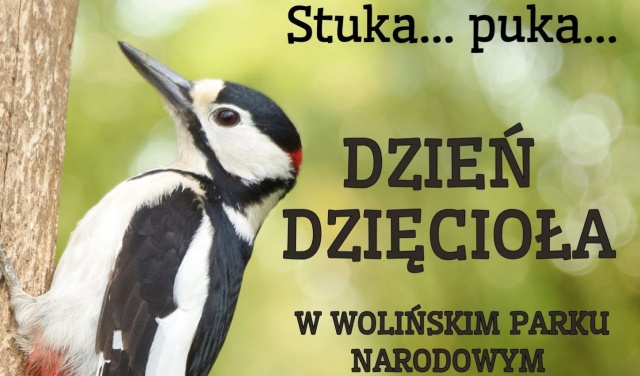 Warsztaty terenowe i podglądanie życia ptaków z bliska. Woliński Park Narodowy zaprasza na Dzień Dzięcioła.