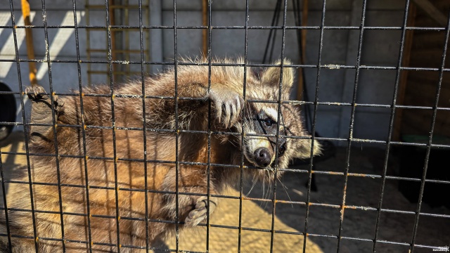 To gatunek, który nie ma u nas żadnych naturalnych wrogów i doskonale radzi sobie prawie w każdych warunkach. Mowa o szopach.