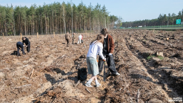 Prawie trzy tysiące sosen zasadzili uczniowie podstawówki w Kliniskach w Puszczy Goleniowskiej. To w ramach w akcji Pomorze Zachodnie - Zielony Region.