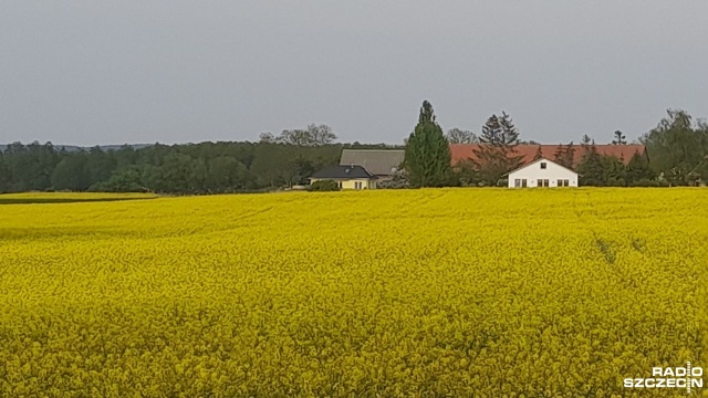 Na deszcz czekają, jak na zbawienie. Rolnicy martwią się, że sucha wiosna nie przyniesie plonów.