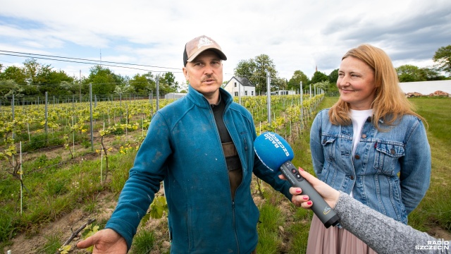 Właściciele winnic w Zachodniopomorskiem alarmują, że ich uprawy winorośli są zagrożone.