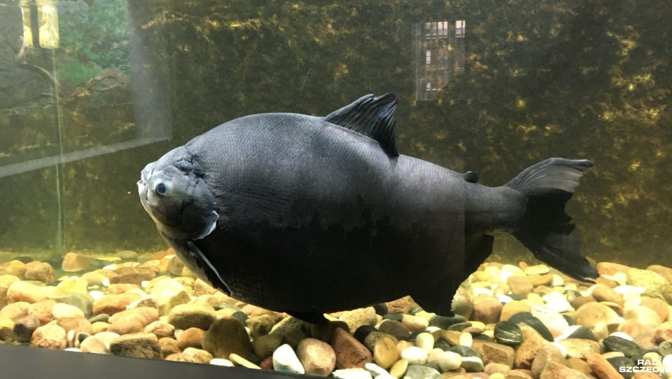 Nowy dom dla słynnej piranii Kasi