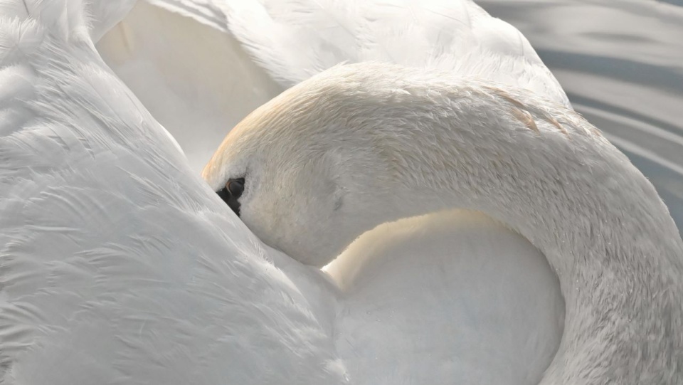 Ptasia grypa w Nowogardzie